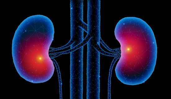 Artistic visualization of kidneys